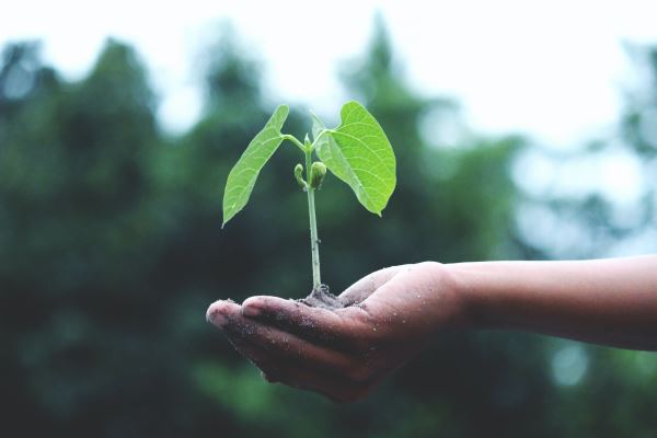 绿化植物分类(绿化植物详细资料大全)(图3)