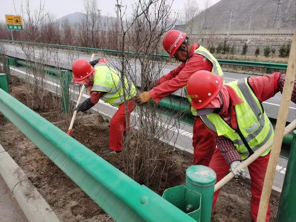 青海交控：春风催新绿 绿化补植忙(图1)