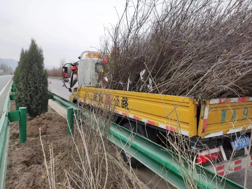 青海交控：春风催新绿 绿化补植忙(图3)