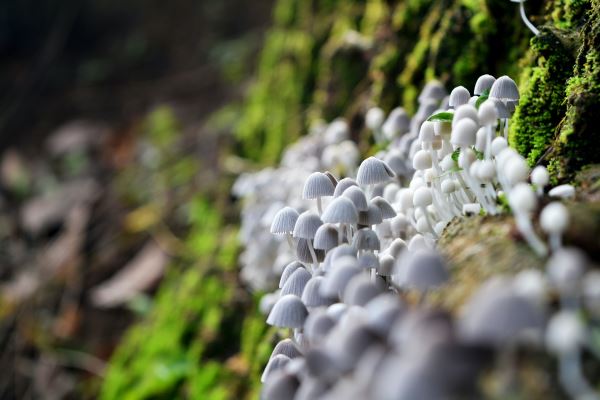 pp电子景观绿化照片(绿化对于我们生活的重要意义是什么)(图2)