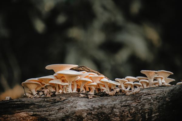 绿化的趋势(园林专业的发展前景怎么样)(图1)